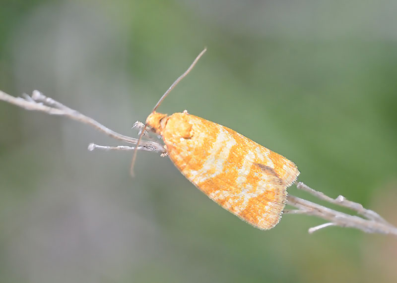 Da determinare:  Isotrias joannisana cfr. - Tortricidae